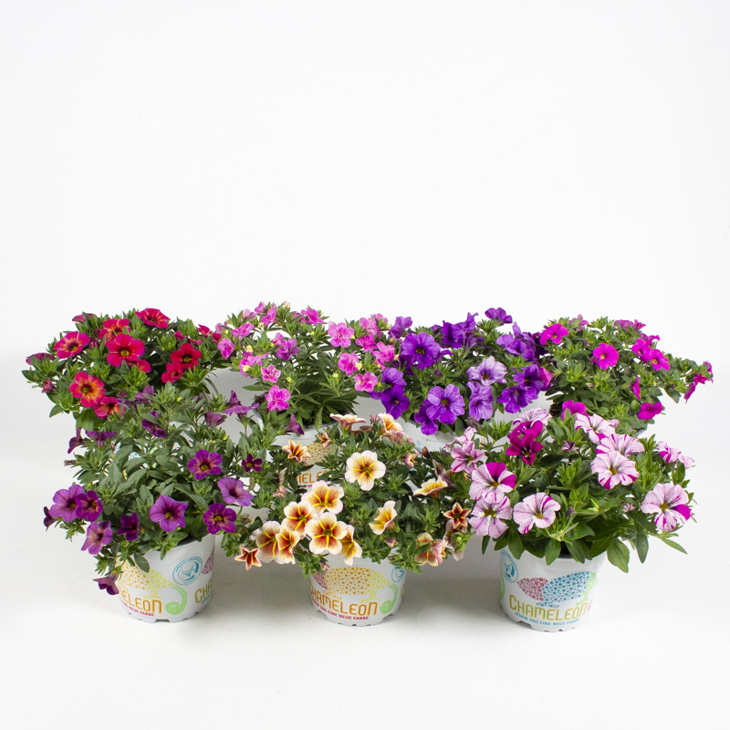 Calibrachoa chameleon