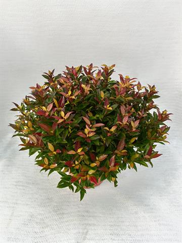 leucothoe