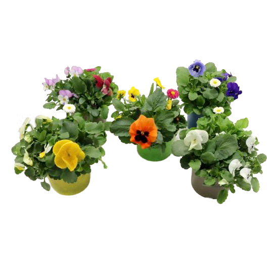 Beetpflanzen frühlings mix