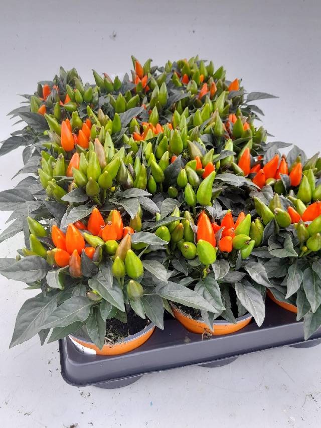 capsicum