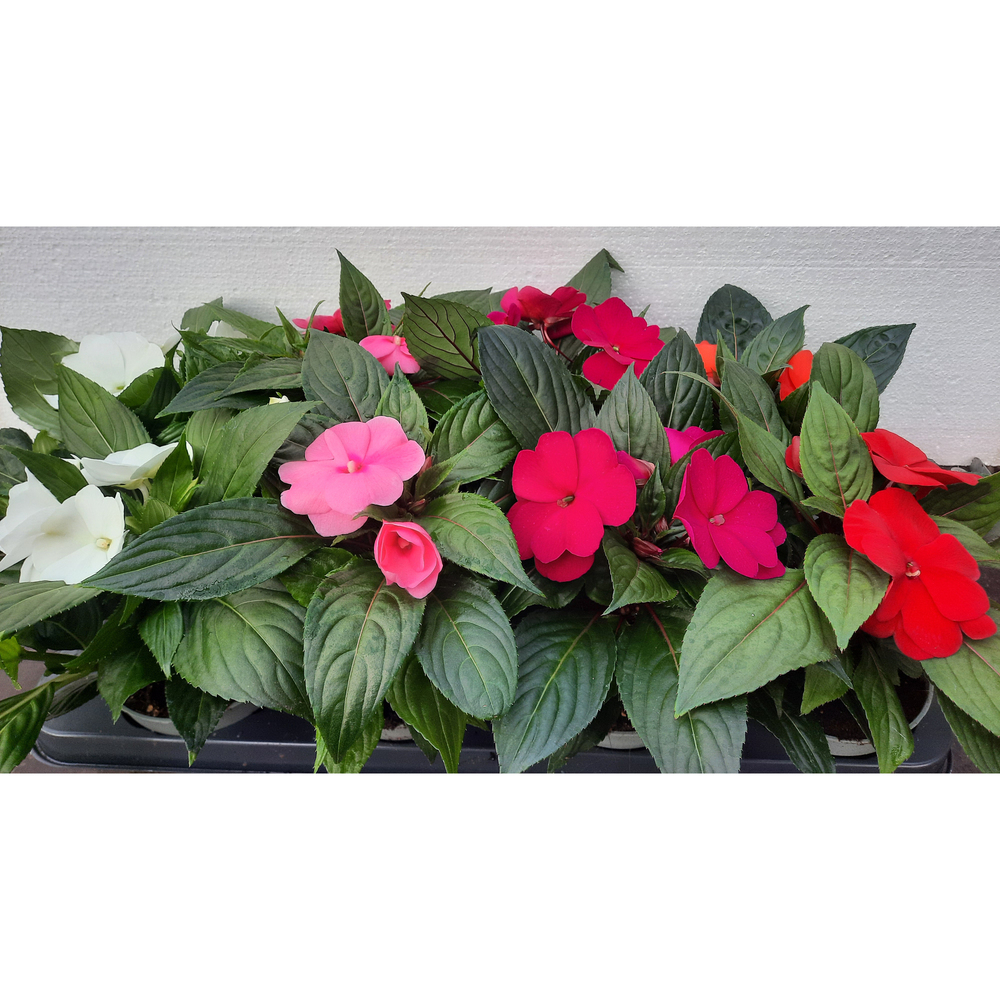 Impatiens neu guinea