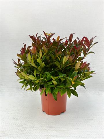 leucothoe