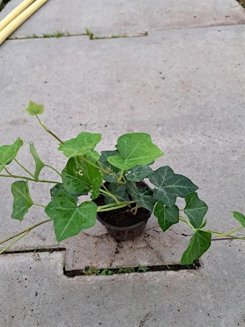 hedera