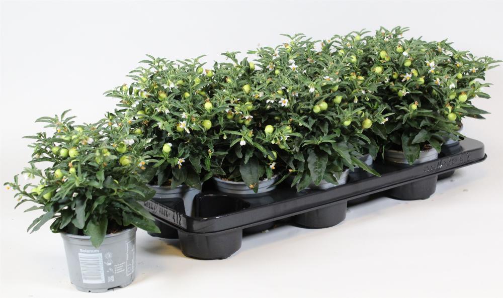 solanum