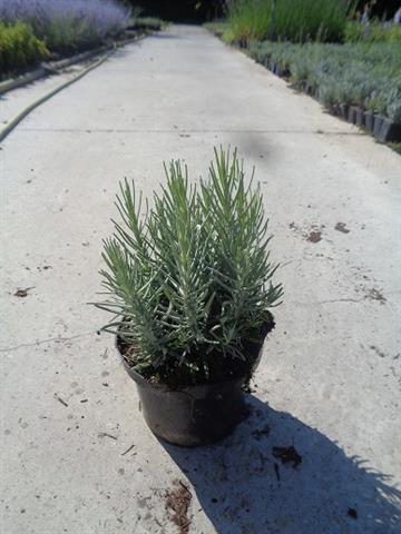 lavande - lavandula