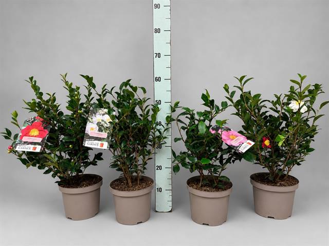 camellia