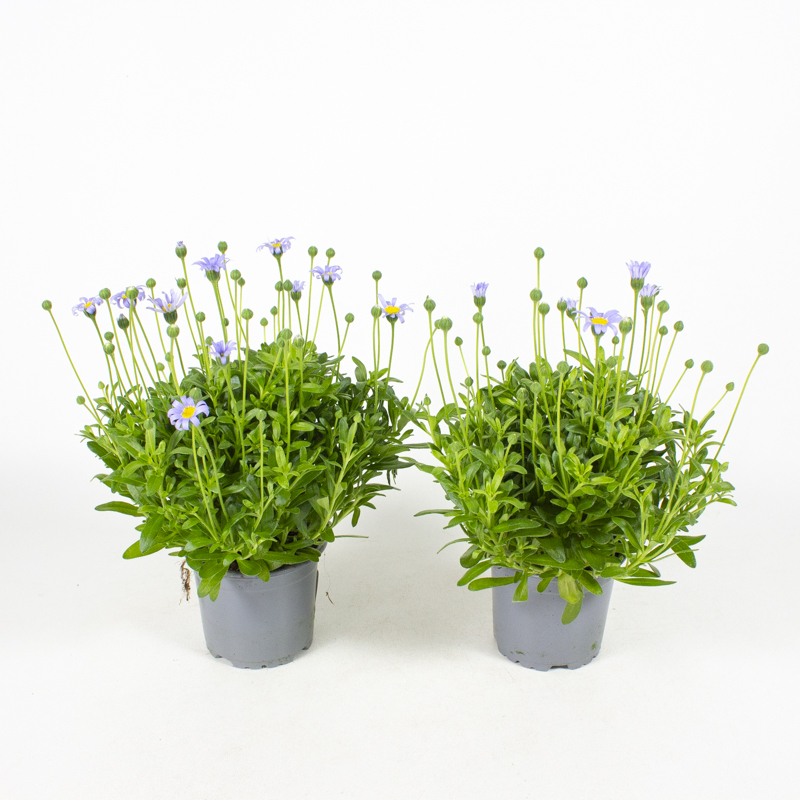 Felicia amelloides