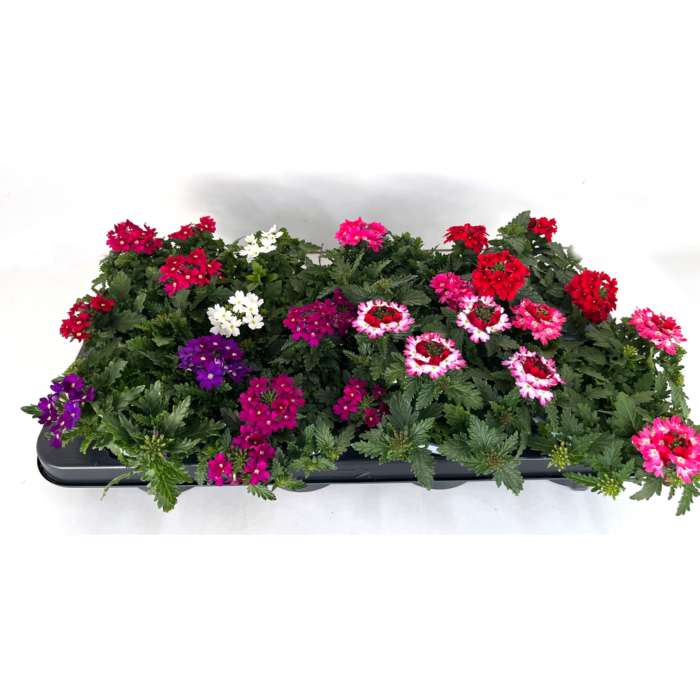 Verbena x hybrida drums