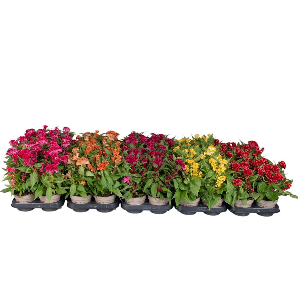 celosia