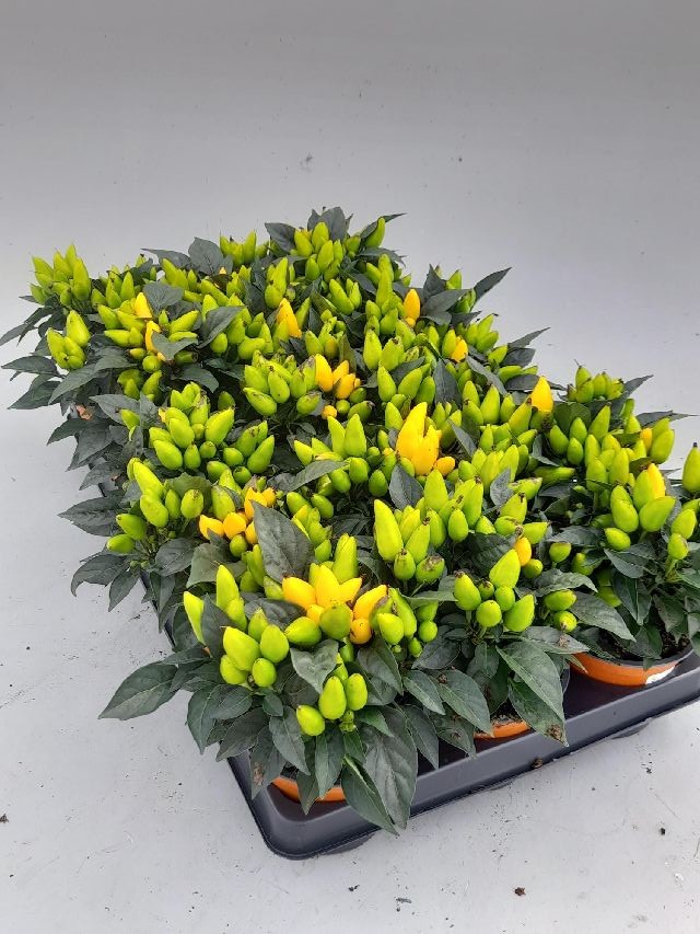 capsicum
