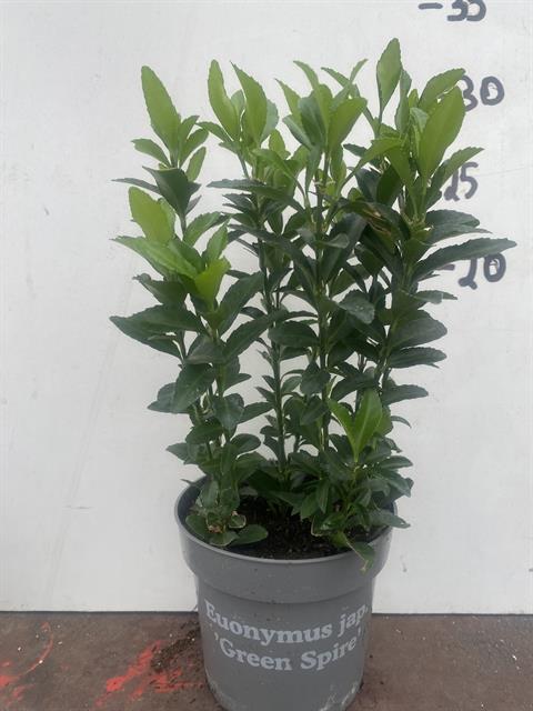 euonymus