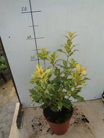 osmanthus