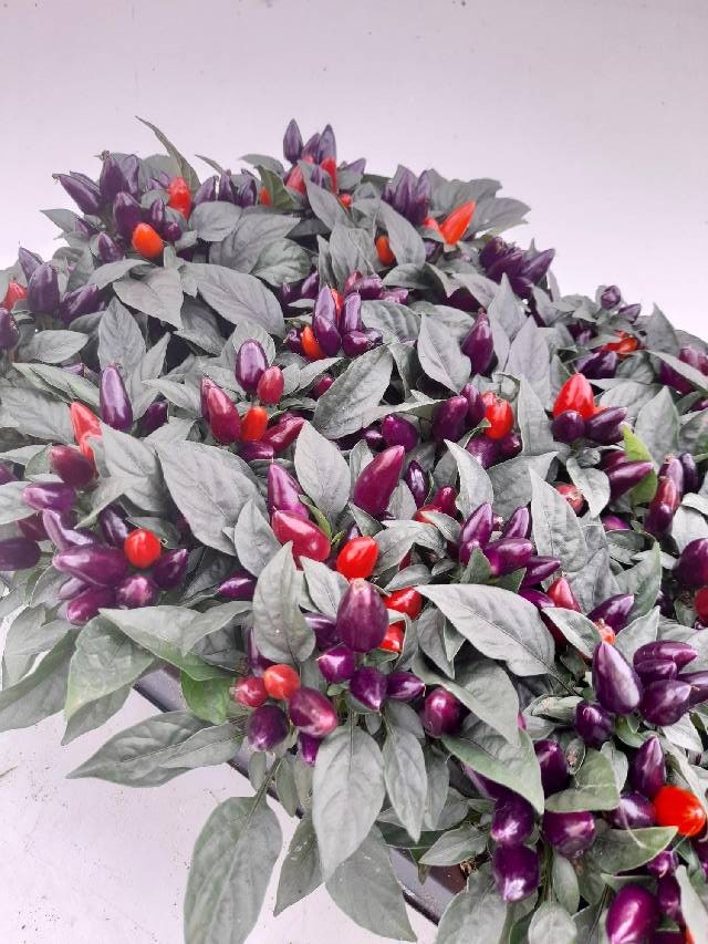 capsicum