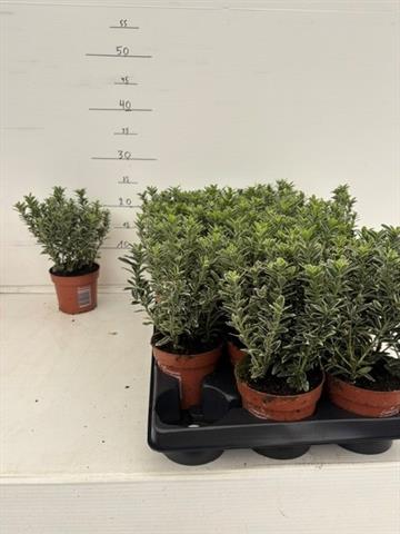 euonymus