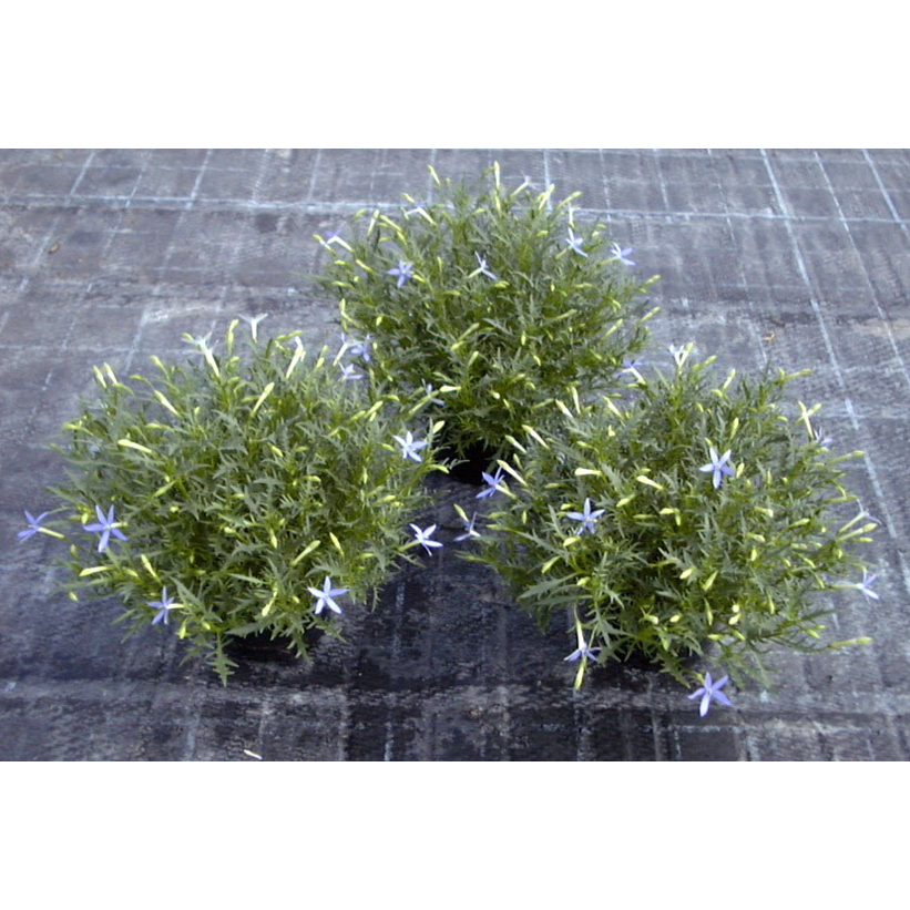 Isotoma axillaris
