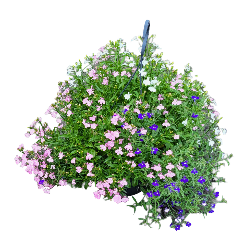 Lobelia richardii trio