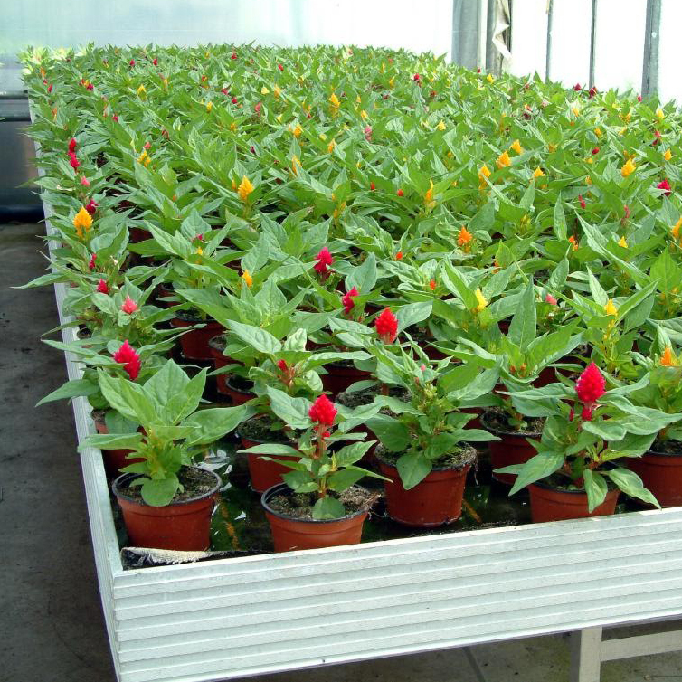 Celosia