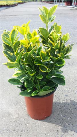 euonymus