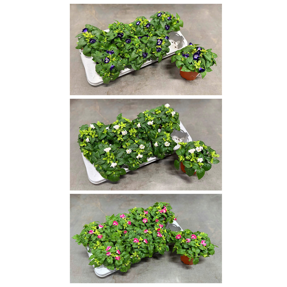Torenia