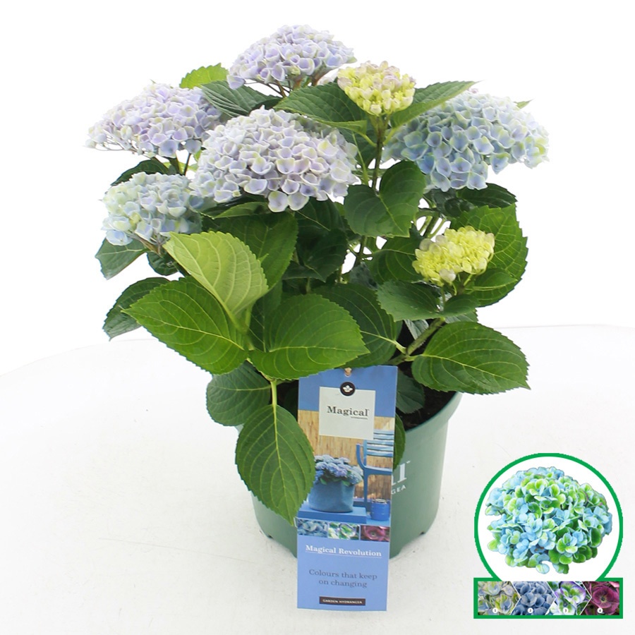hydrangea
