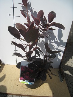 Cotinus