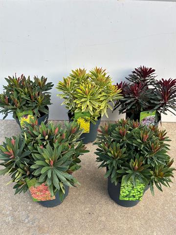 Euphorbia