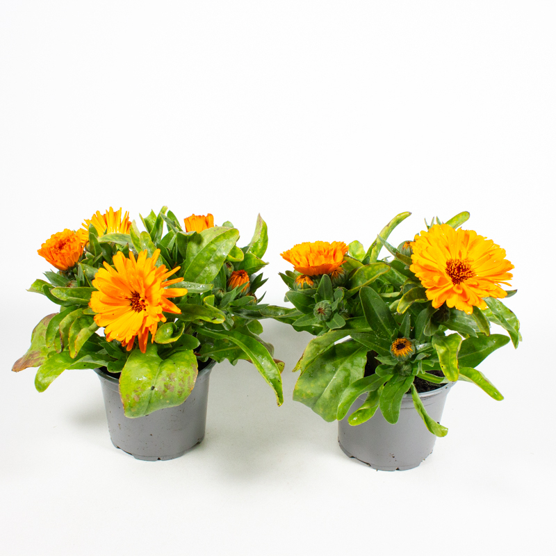 Calendula officinalis