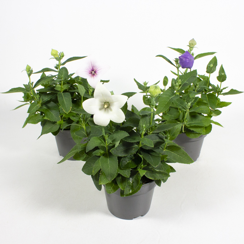 platycodon grandiflora