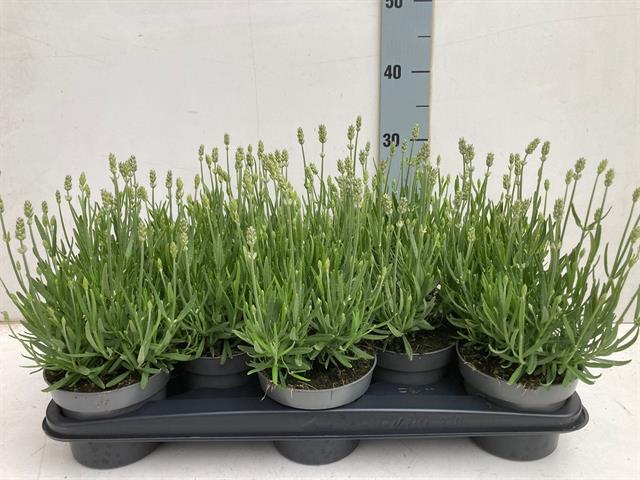lavande - lavandula