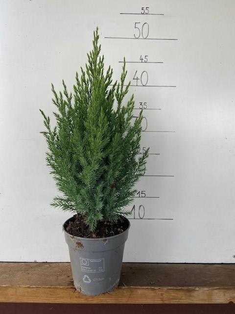 Juniperus