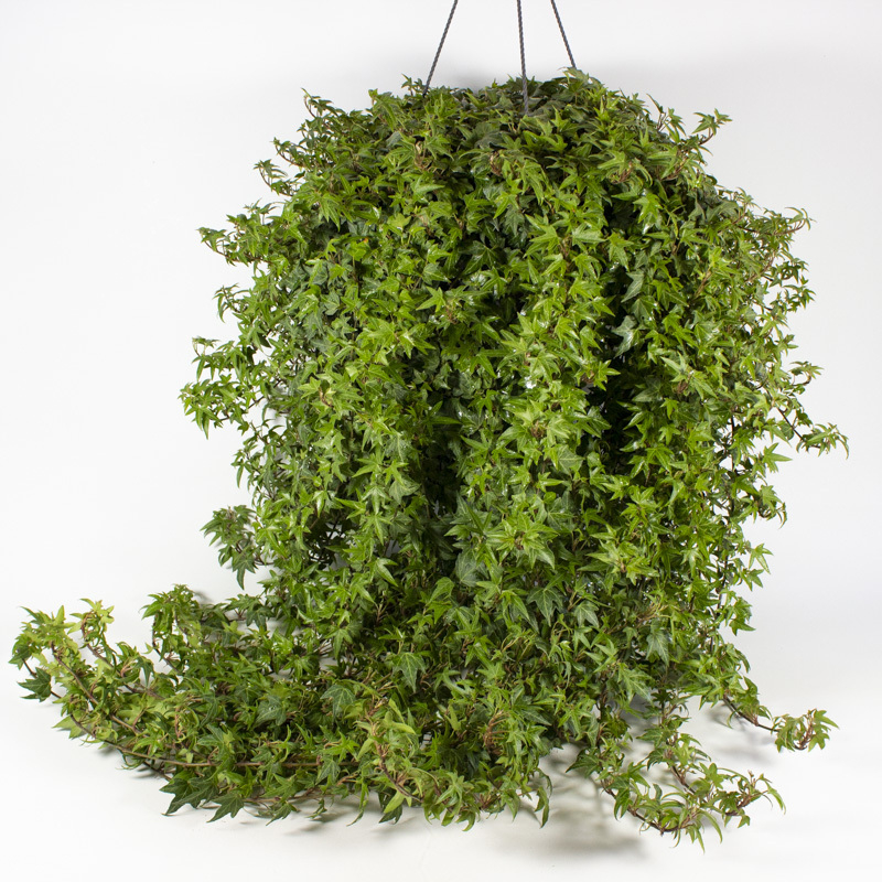 Hedera helix