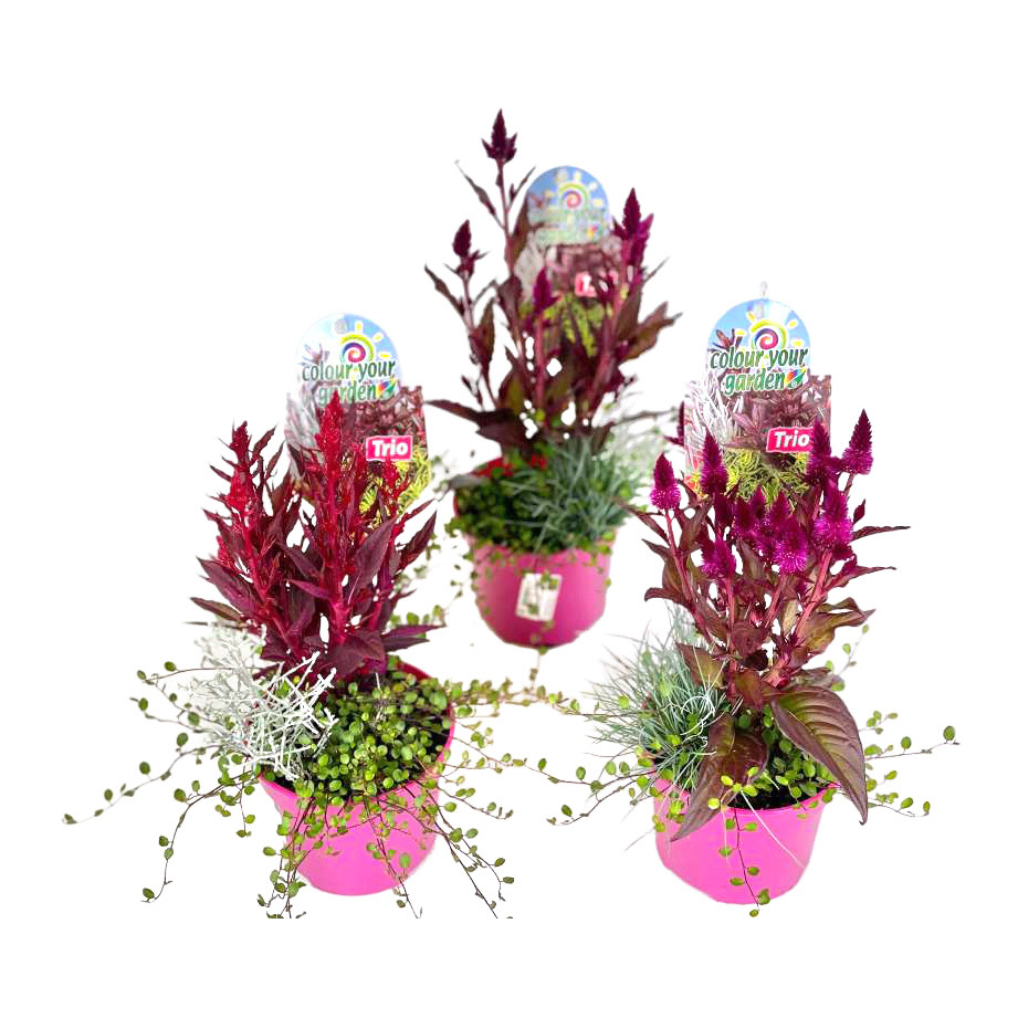 Beetpflanzen colour your garden trio