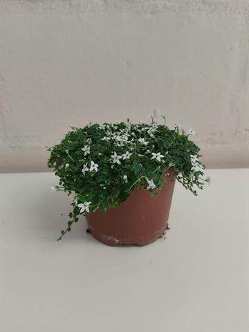 Isotoma