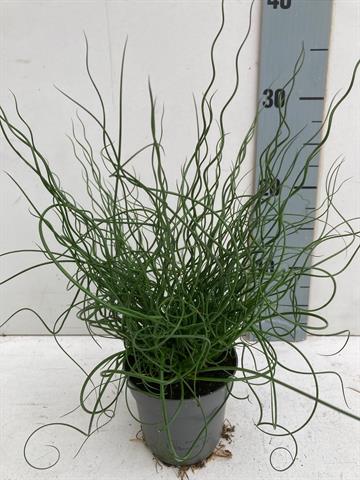 Juncus
