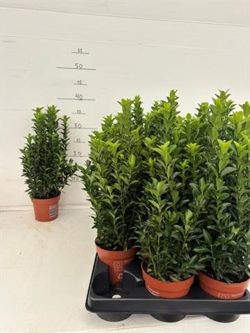 euonymus