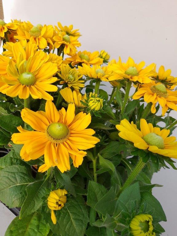 Rudbeckia