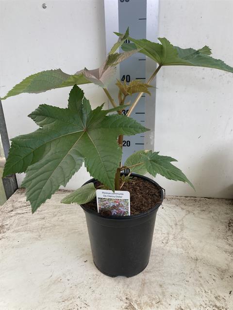 Ricinus communis
