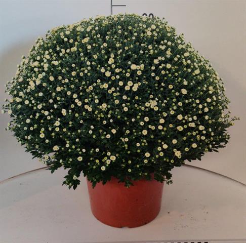 chrysanthemum multi boule
