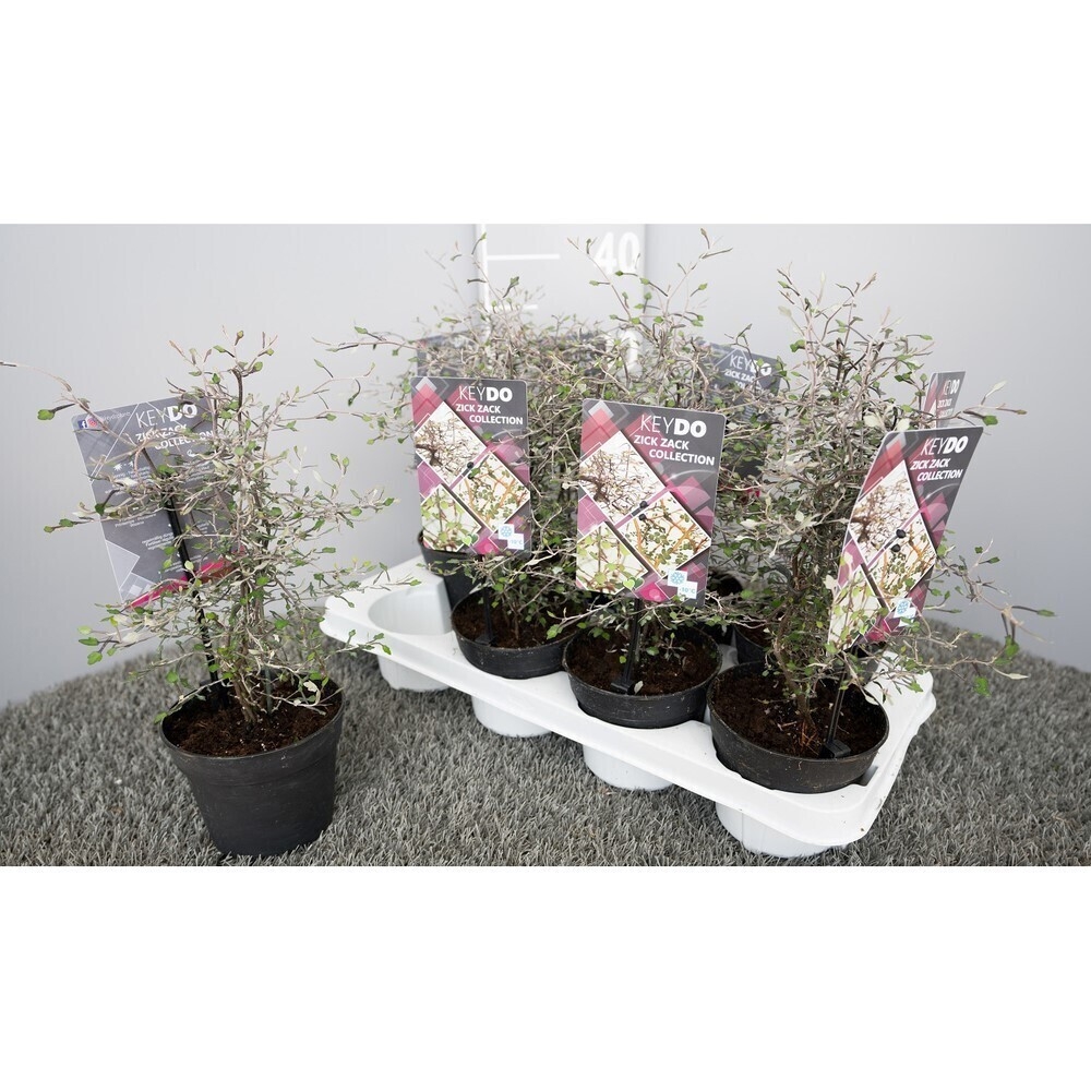 corokia cotoneaster
