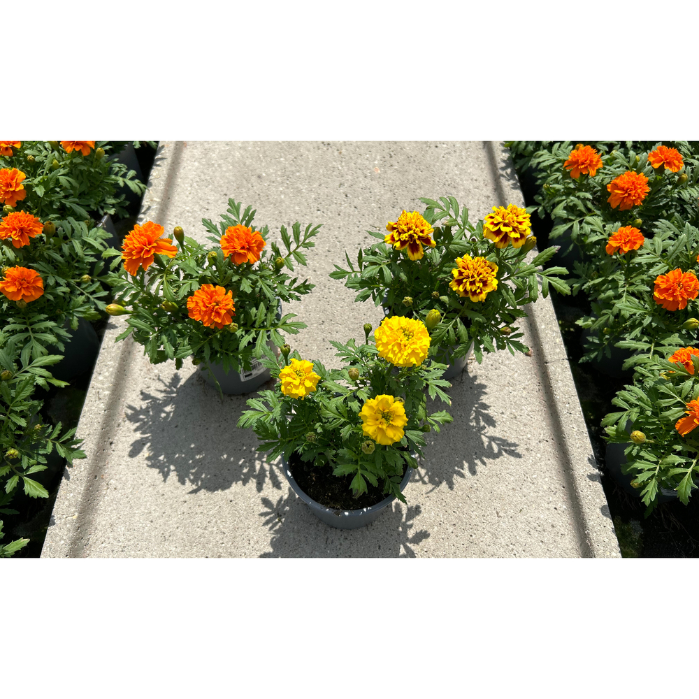 Tagetes kleinblumig