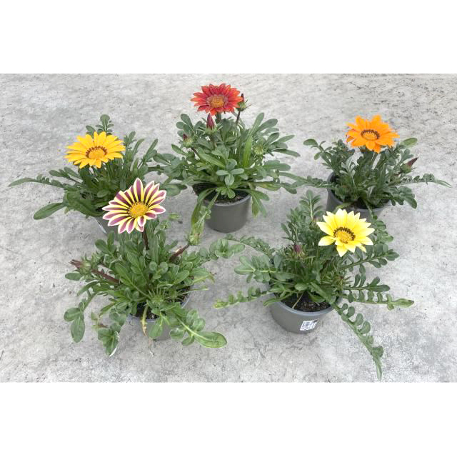 Gazania big kiss