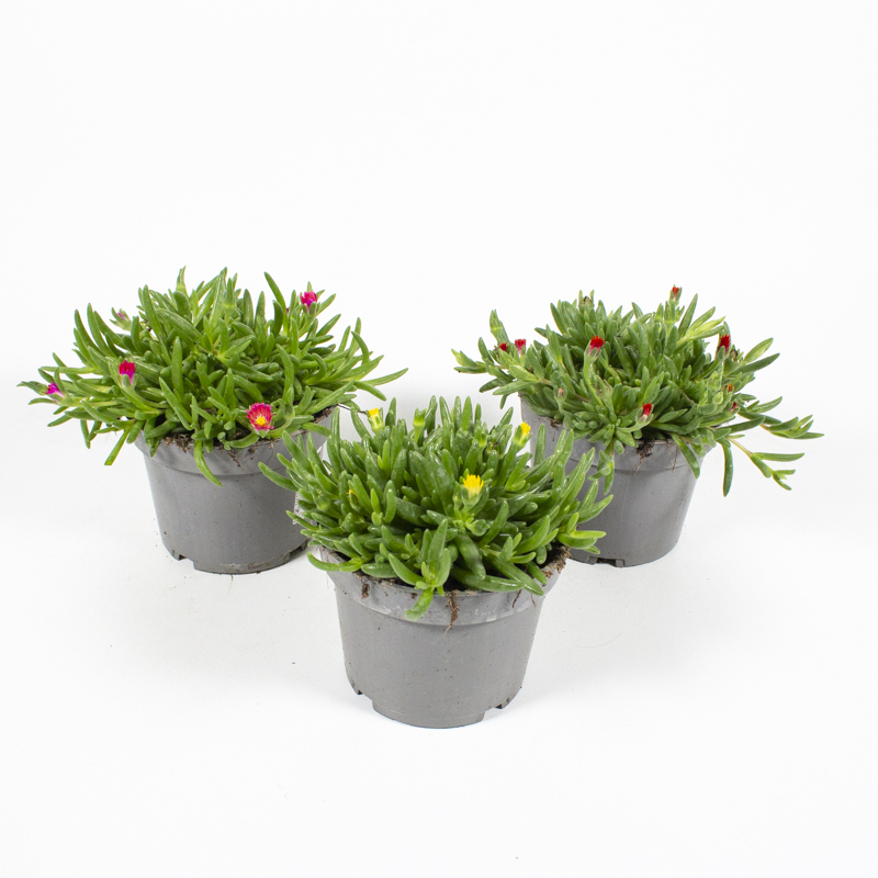 Delosperma cooperi ice cream