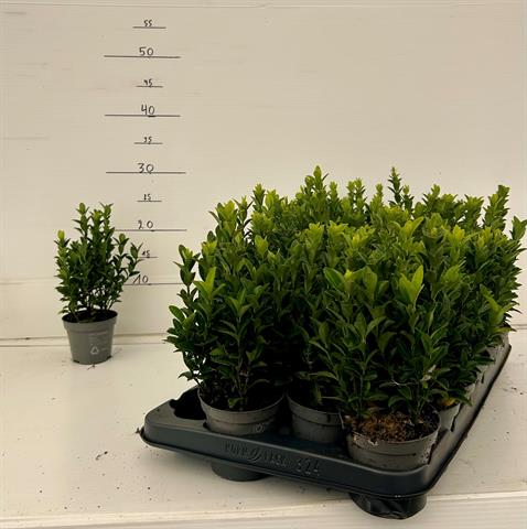euonymus