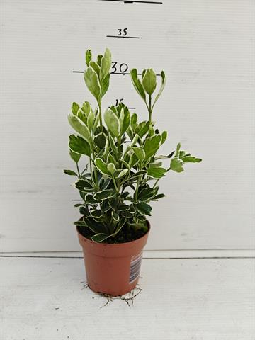 euonymus