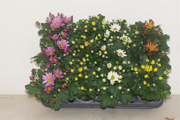 chrysanthemum