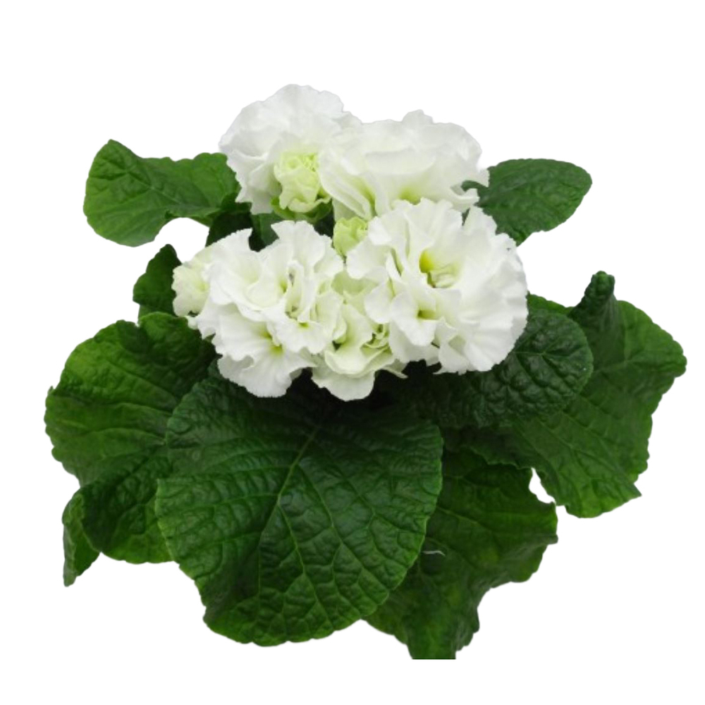 Primula acaulis elle