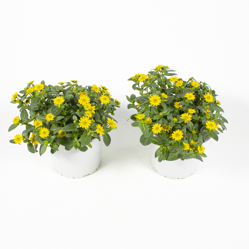 Sanvitalia speciosa bright yellow