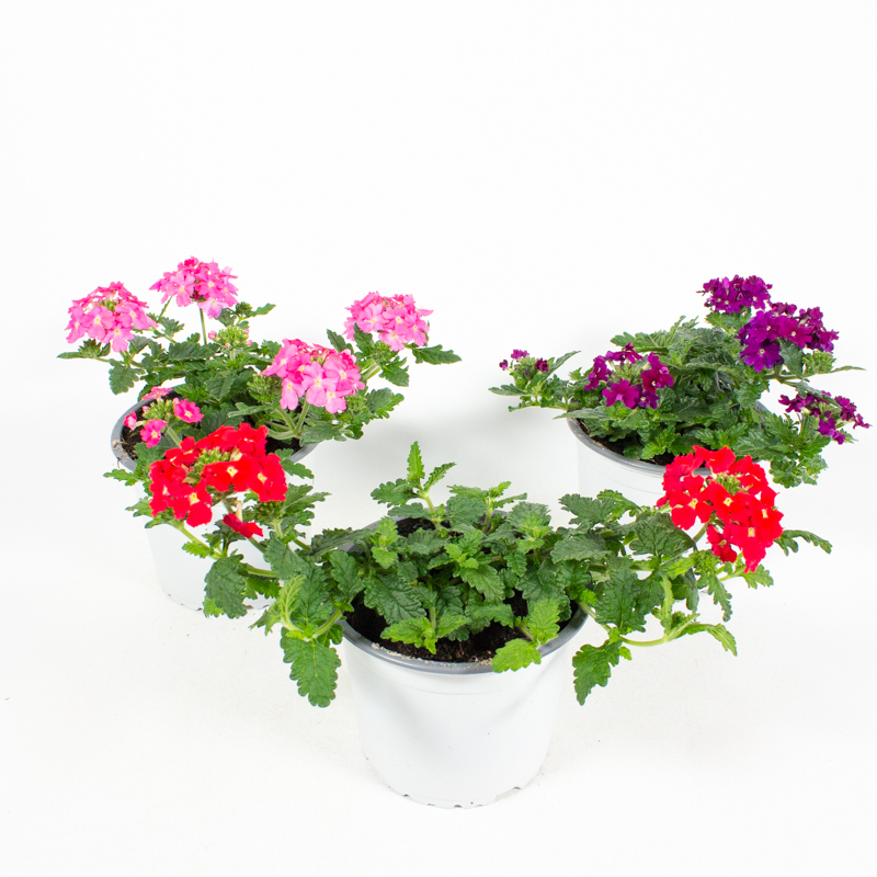 Verbena peruviana venturi