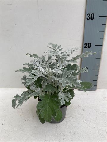 Senecio - cineraria