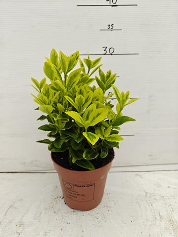 euonymus